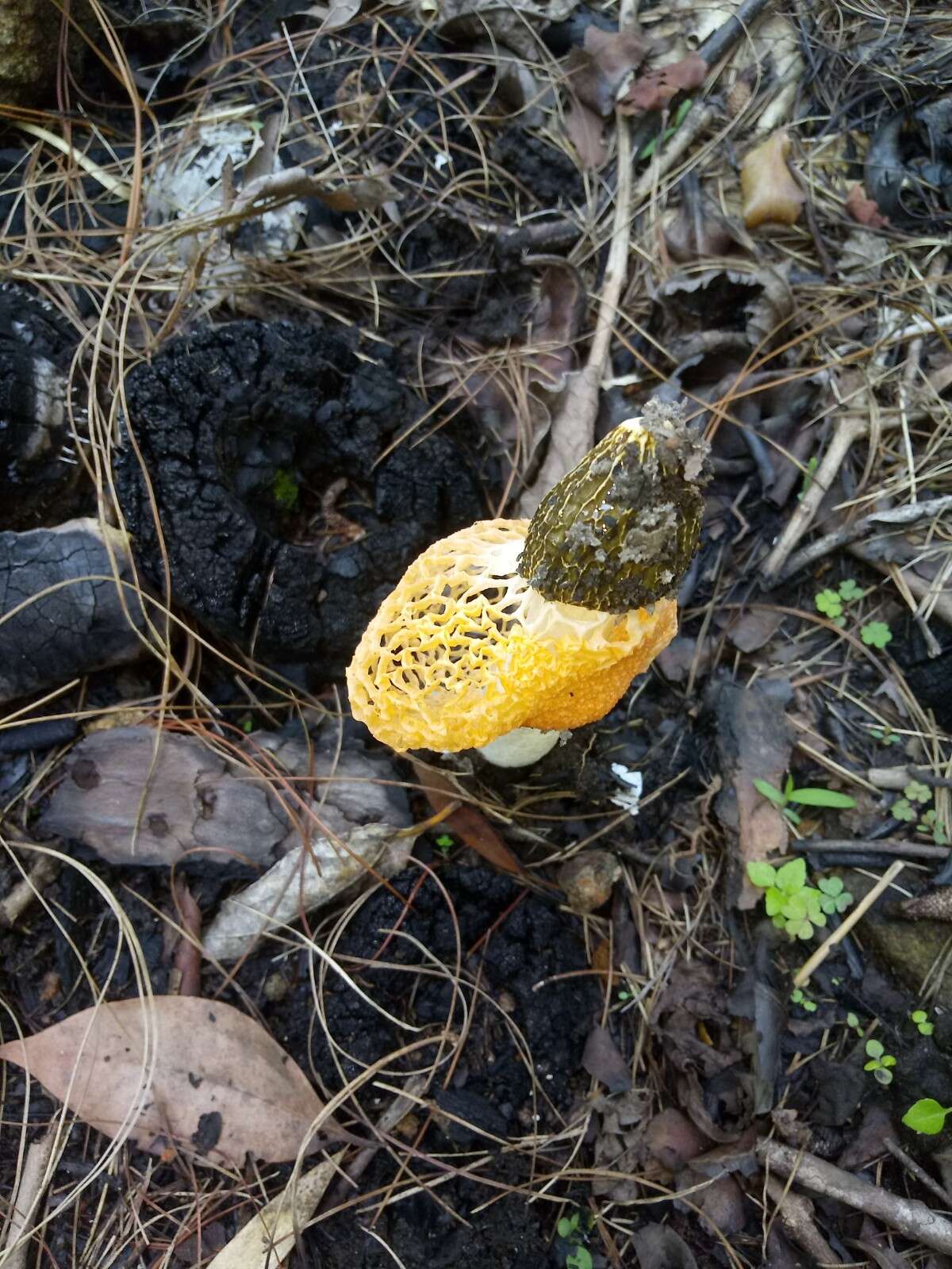 Image of Phallus cinnabarinus (W. S. Lee) Kreisel 1996