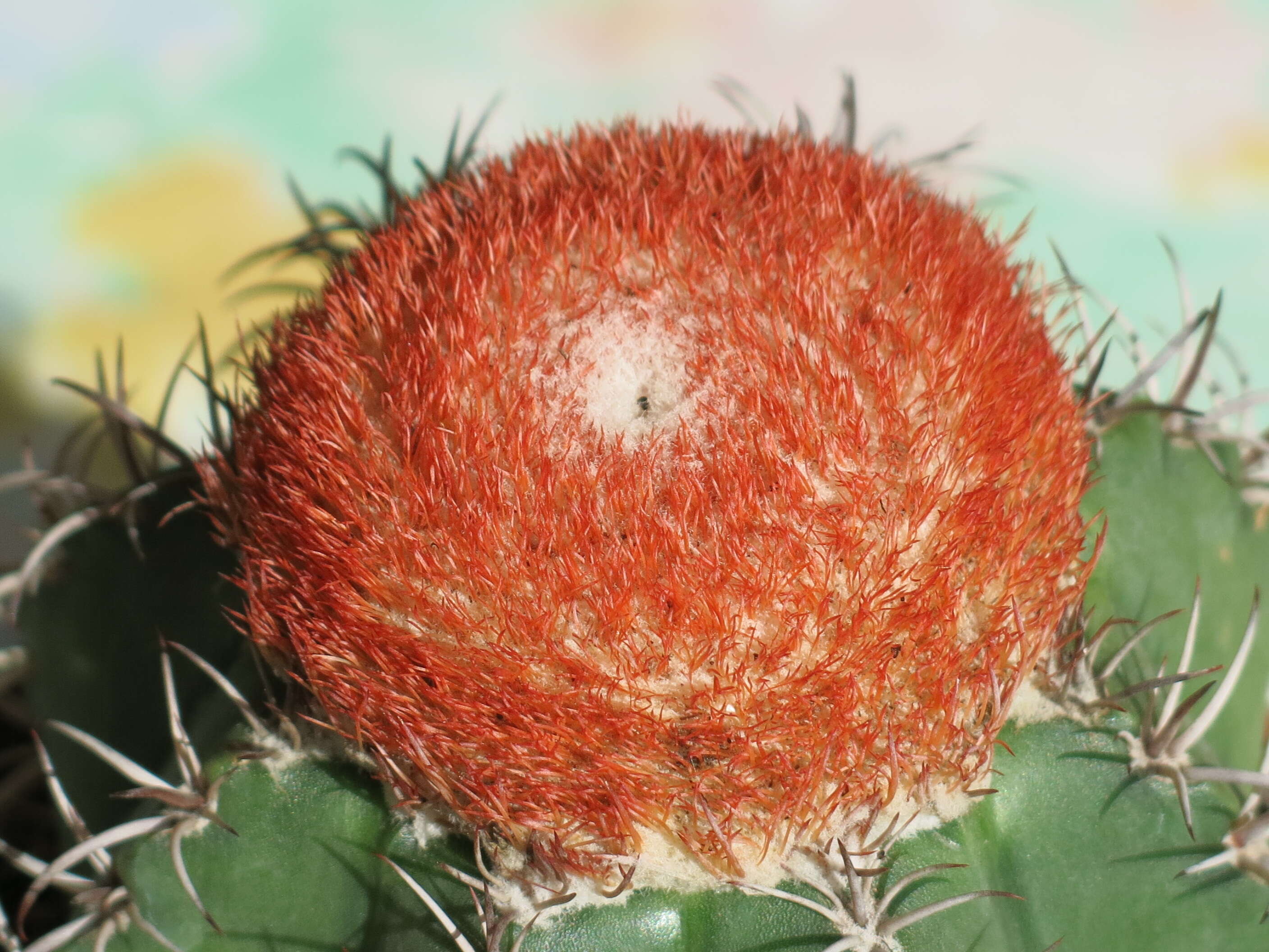 Image of Dwarf Turk's Cap Cactus