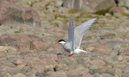 Image of Arctic Tern