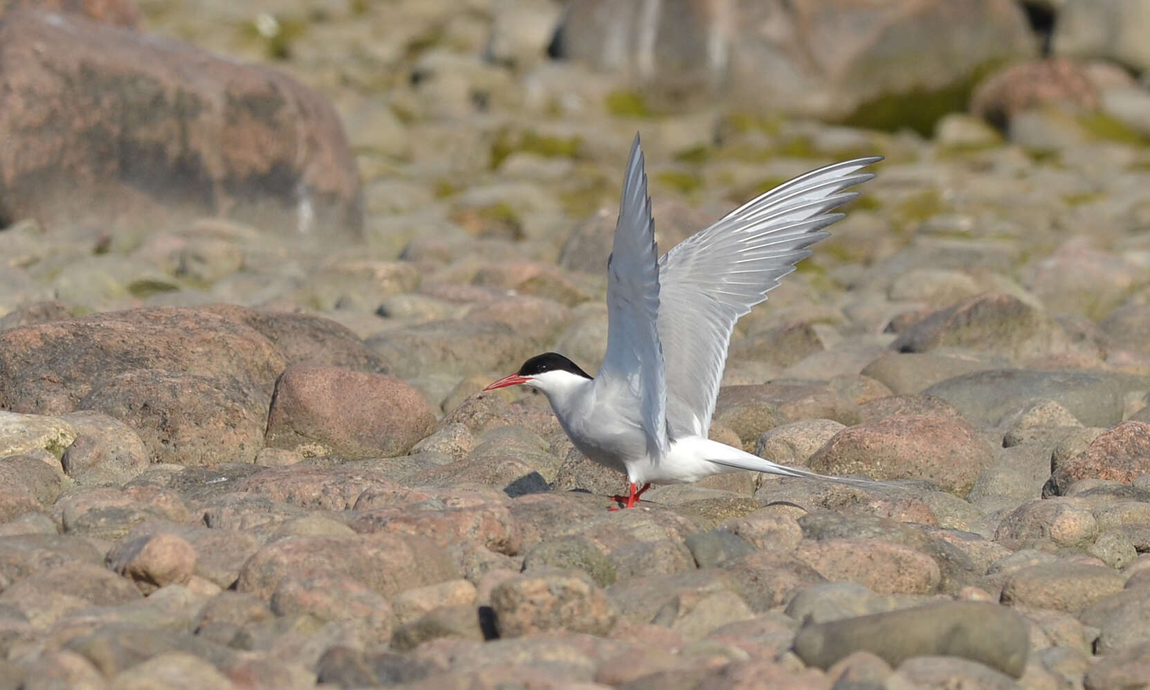 Image of Arctic Tern