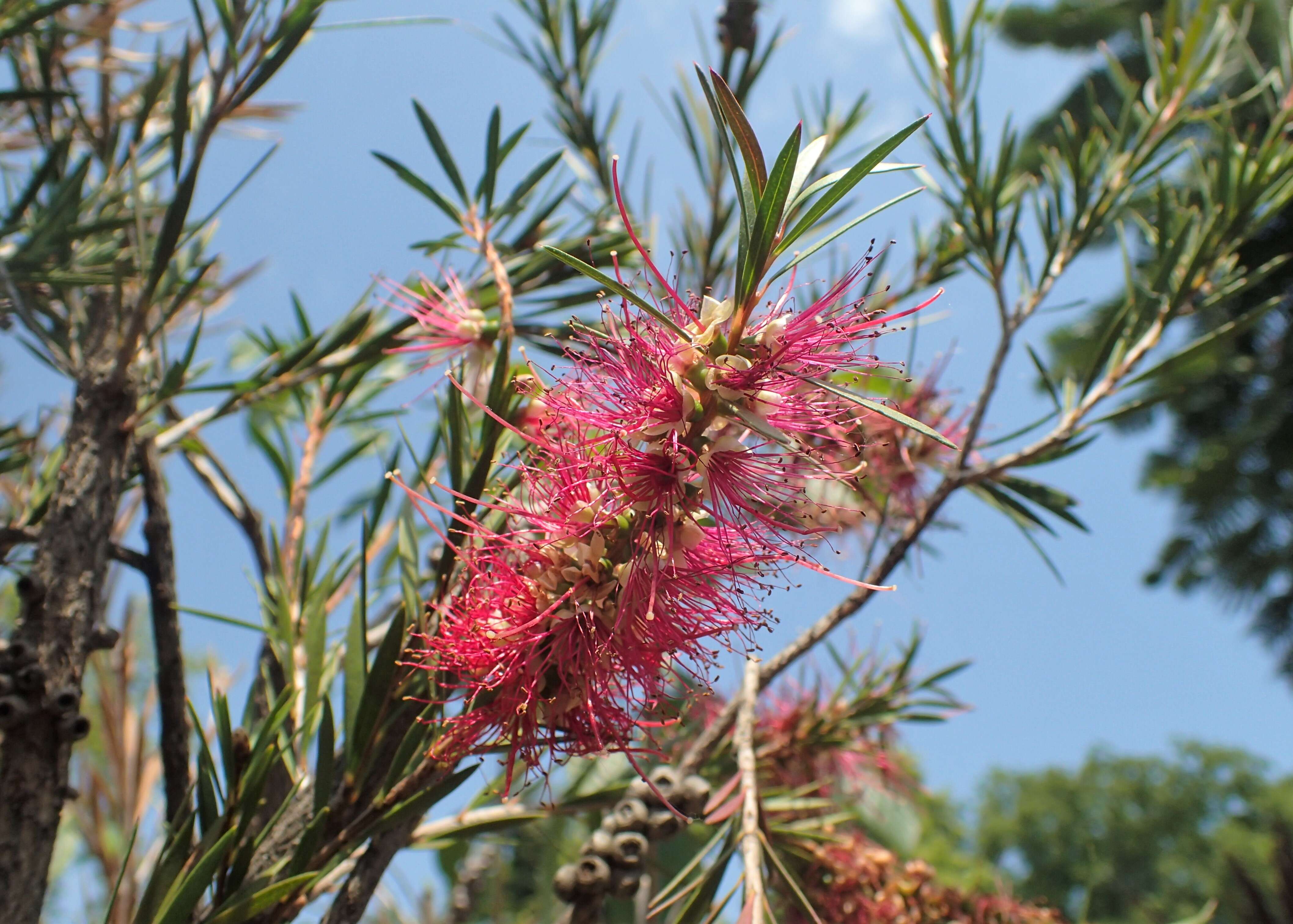 صورة Callistemon rigidus R. Br.