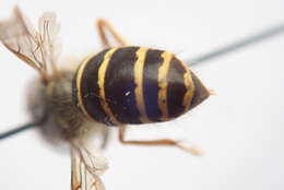 Image of Northern Aerial Yellowjacket