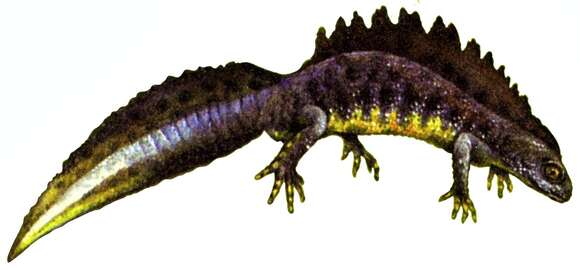 Image of Great Crested Newt