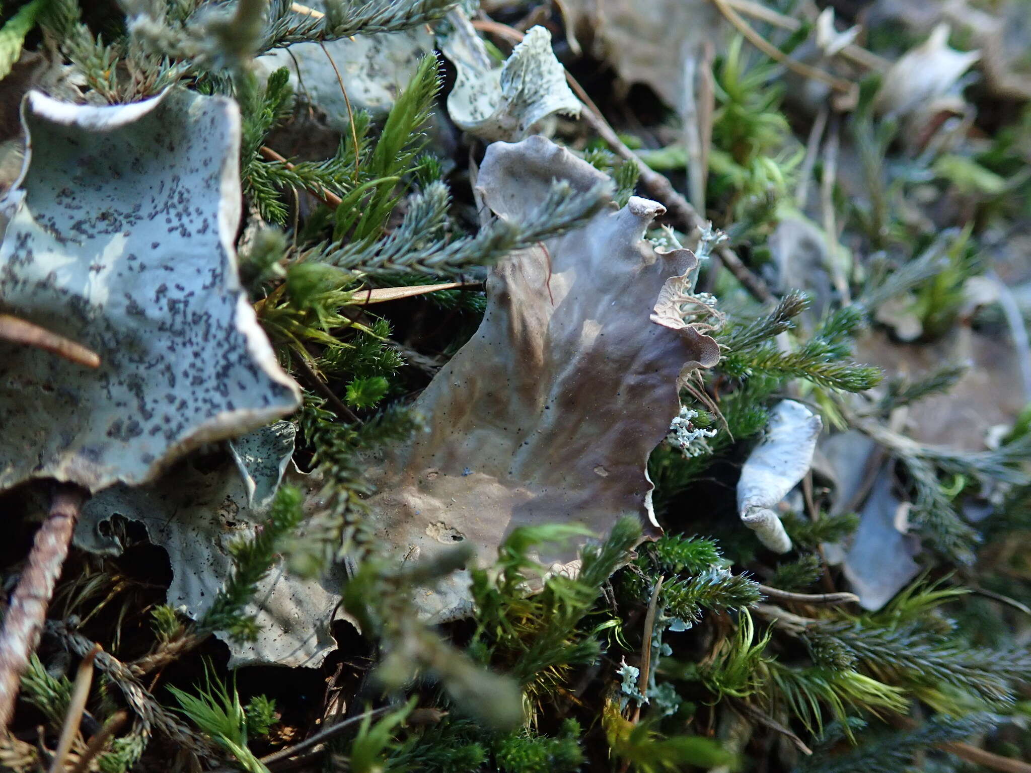 Image of British felt lichen