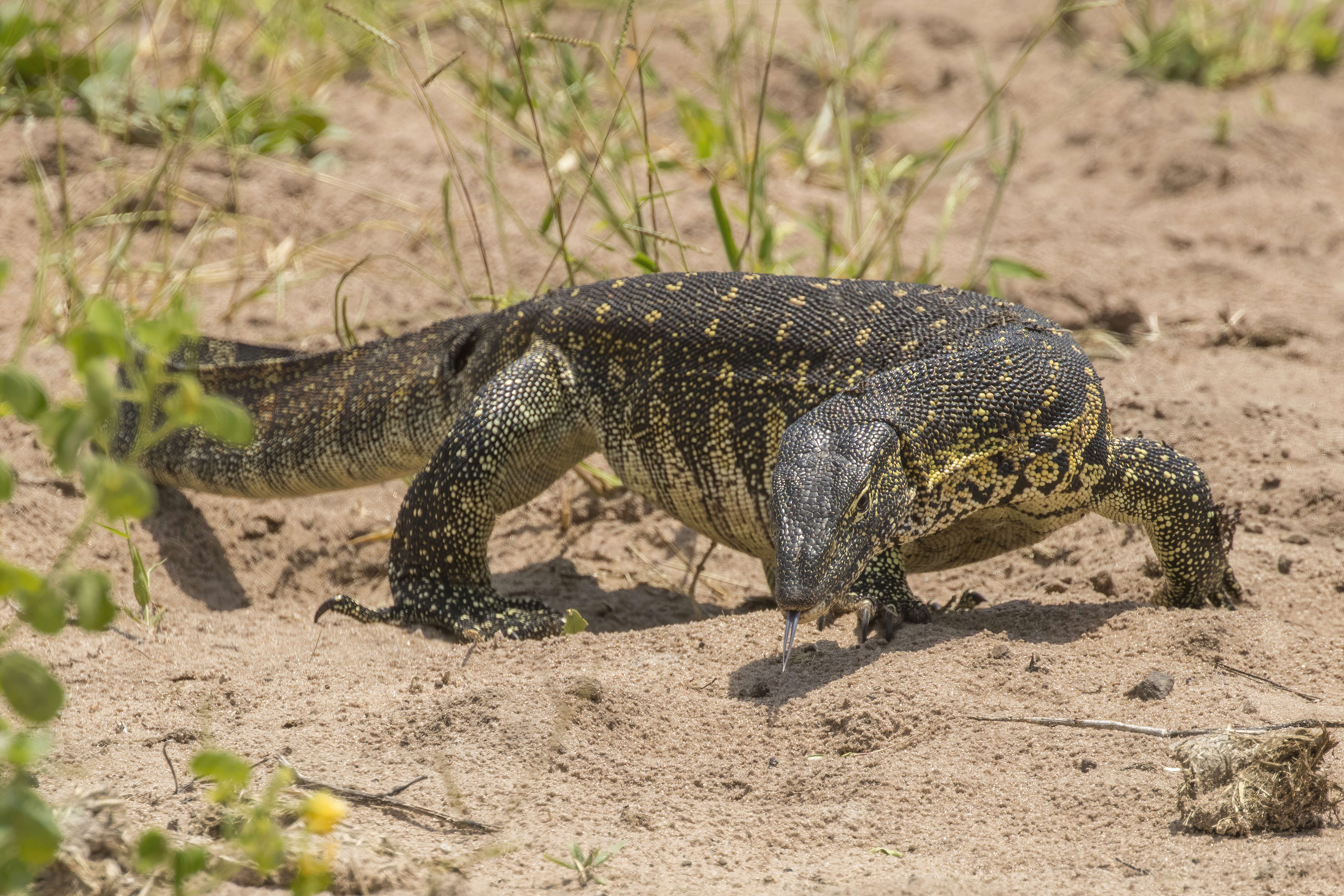 Image of Varanus niloticus