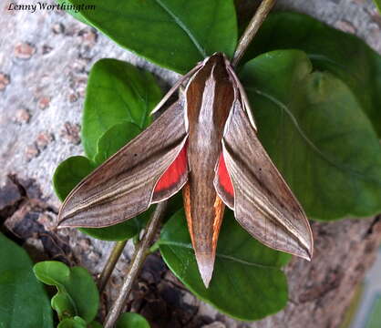 Image of Vine hawk moth