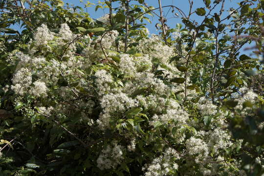 Image of Clematis javana DC.