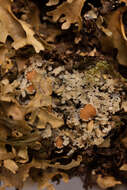 Image of spotted felt lichen