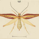 Image of Proteodes clarkei Philpott 1926