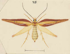 Image de Proteodes clarkei Philpott 1926