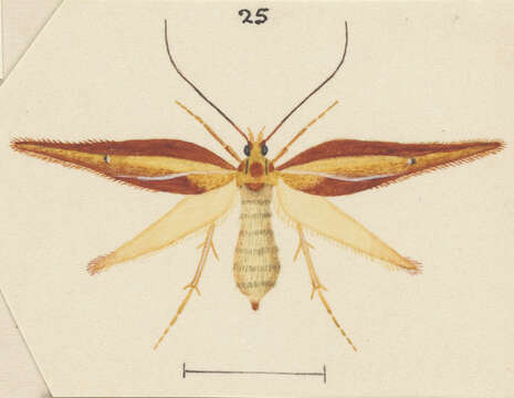 Image of Proteodes clarkei Philpott 1926