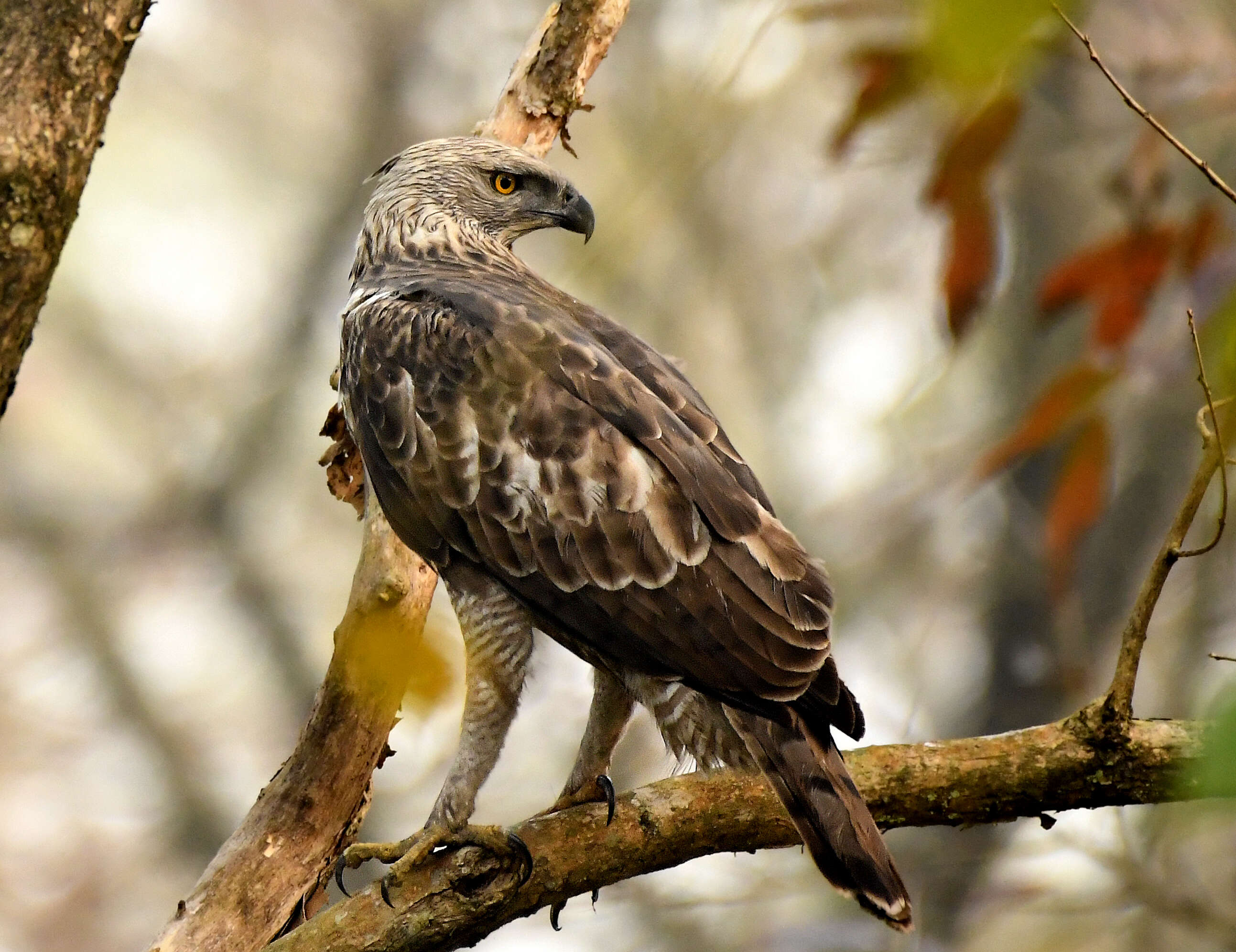 Nisaetus cirrhatus (Gmelin & JF 1788) resmi