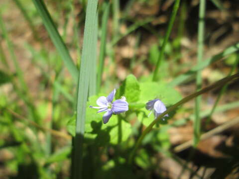 Image of Wood speedwell