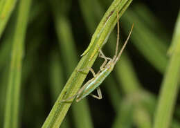 Image of Stenodema laevigata (Linnaeus 1758)