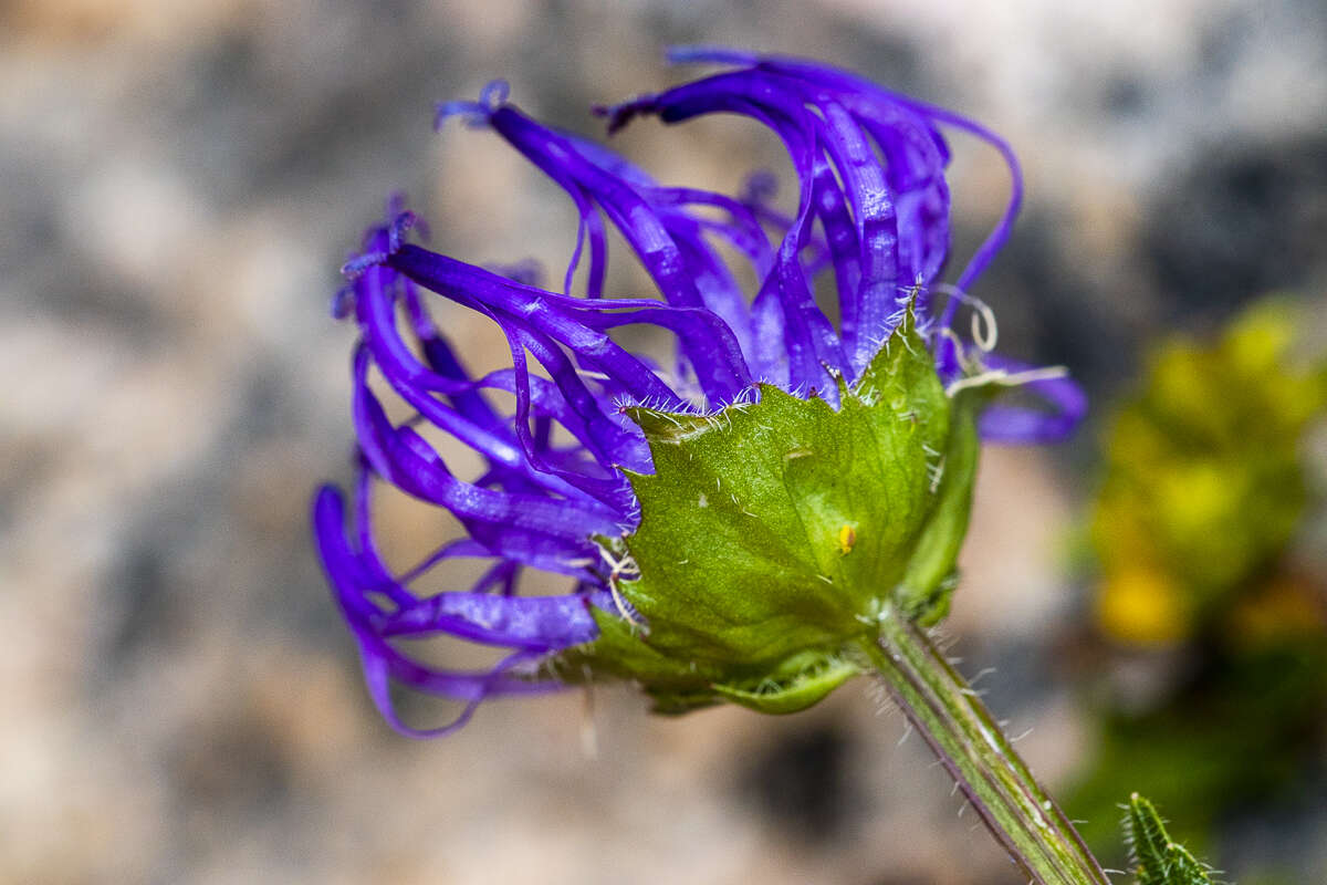 Image of Horned Rampion