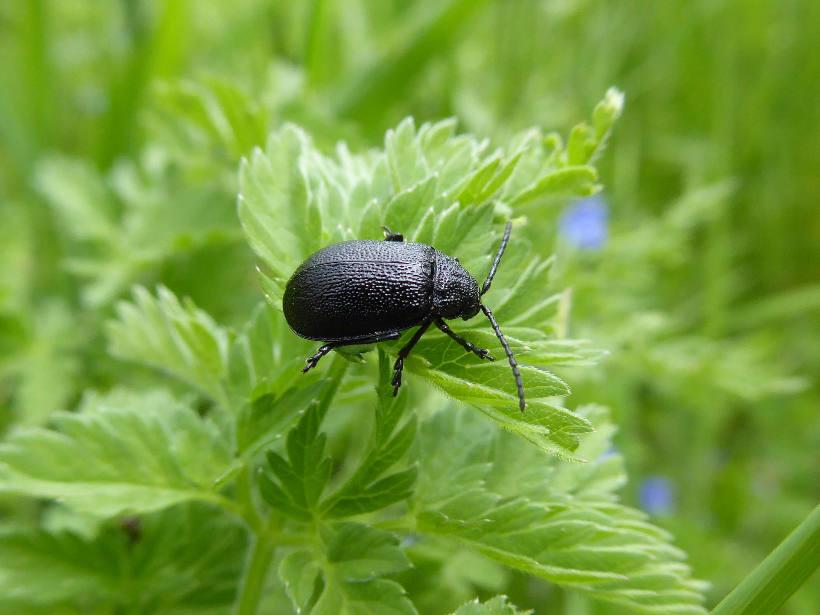 Image of Galeruca tanaceti