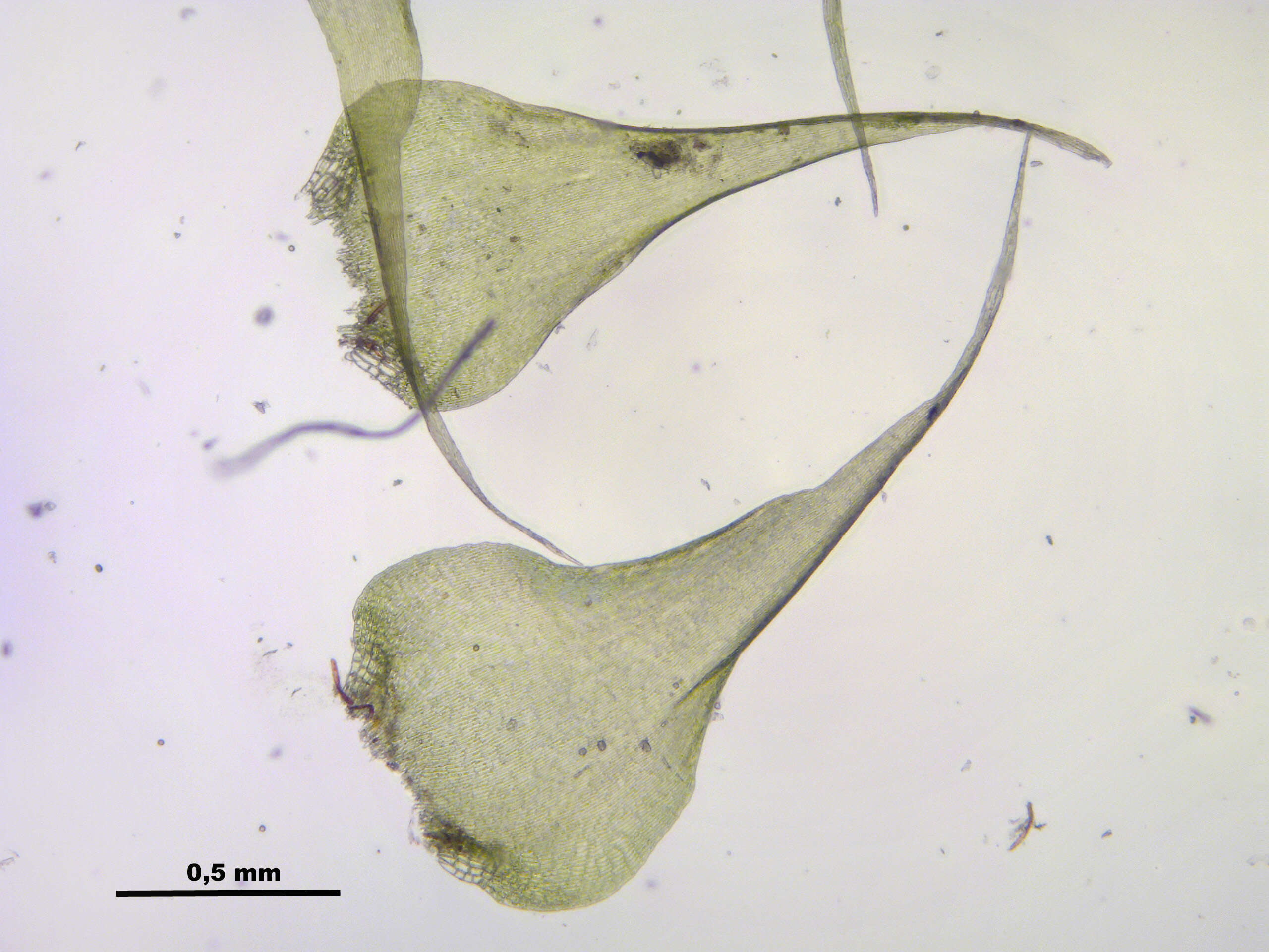 Слика од Campylium stellatum