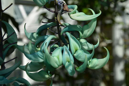 Image of Jade Vine