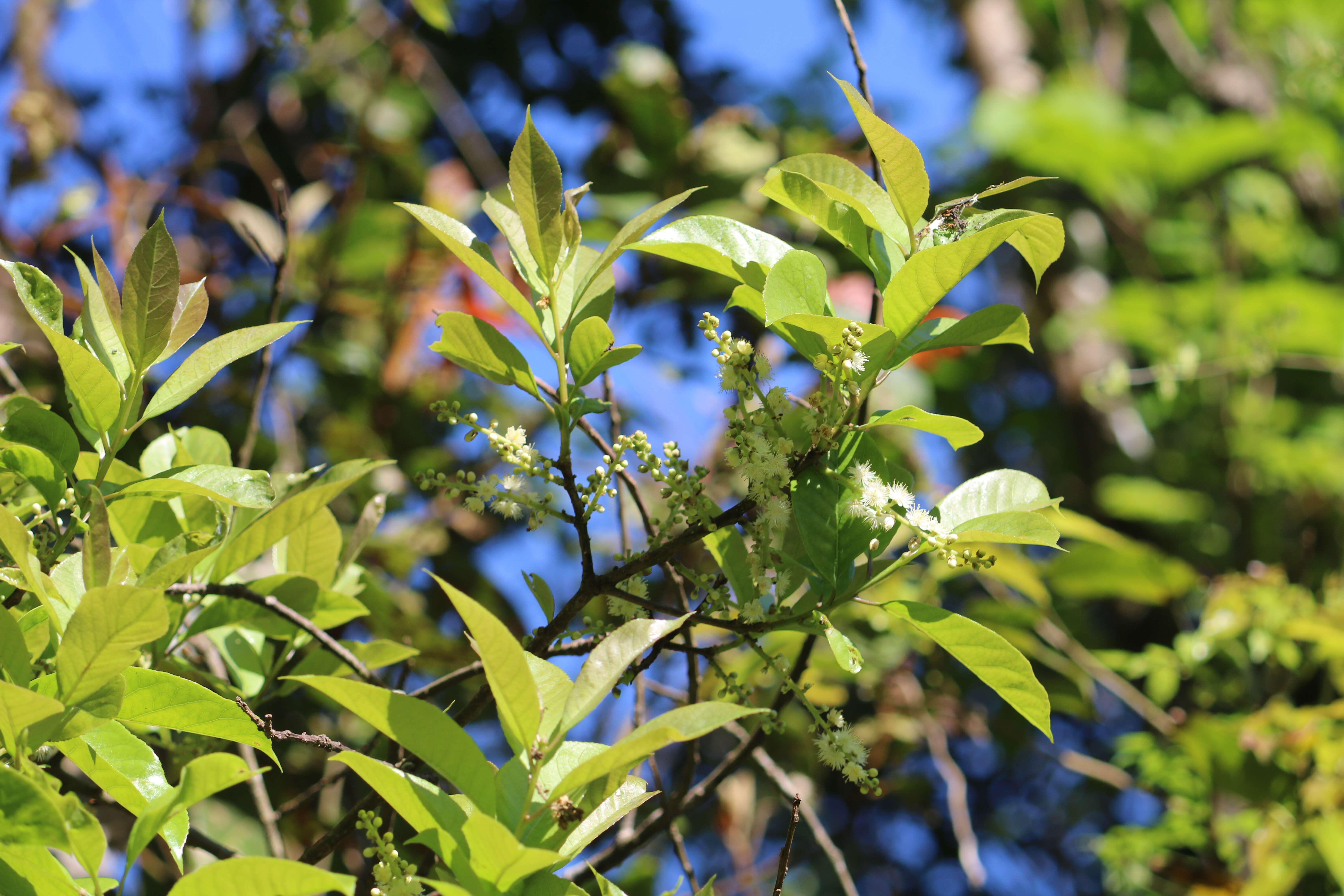 Image of Symplocos cochinchinensis (Lour.) Moore