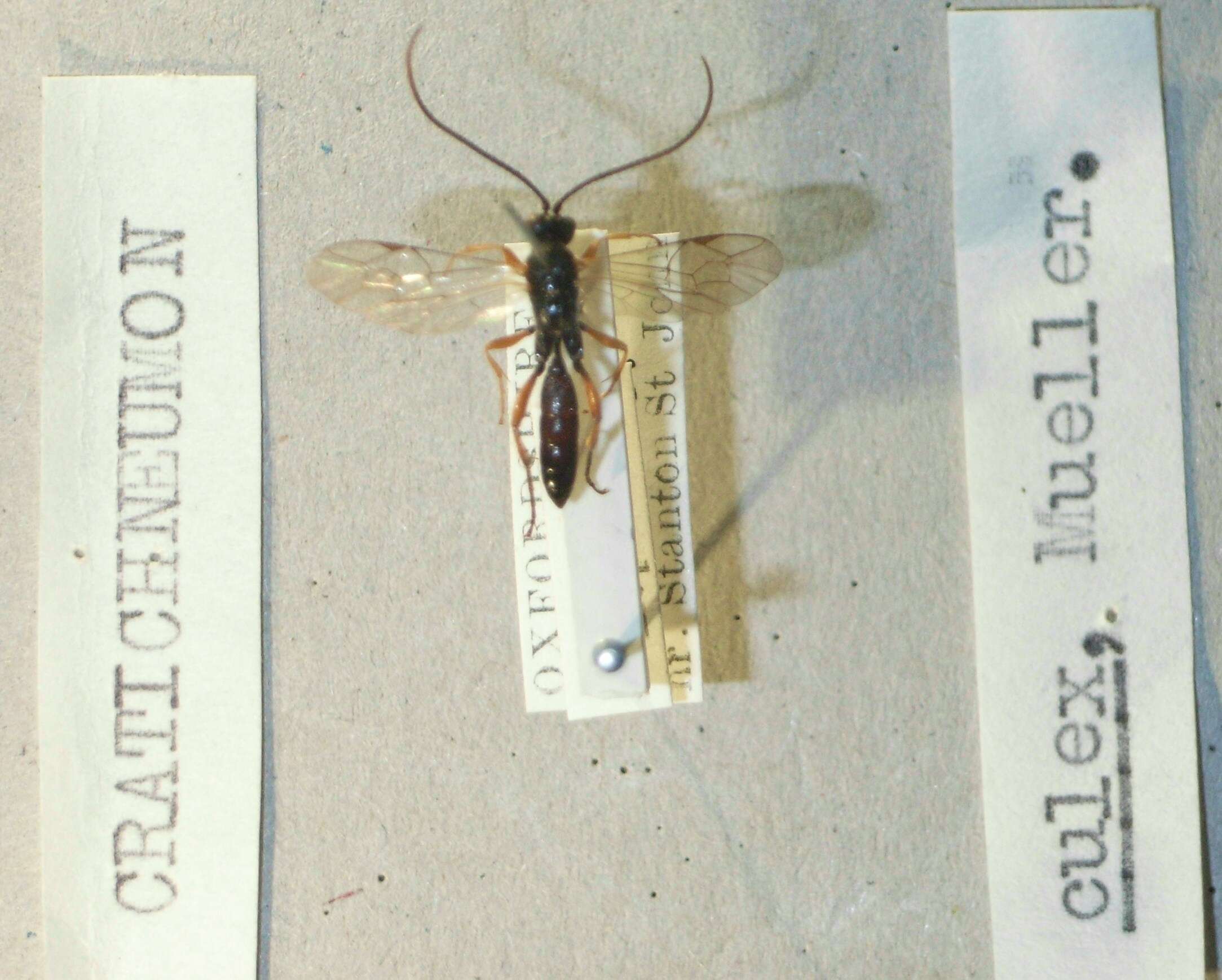 Image of Cratichneumon culex (Muller 1776)