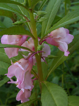 Image of spotted snapweed