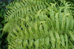 Image of giant swordfern