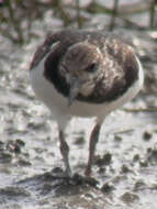 Image of Ruddy Turnstone