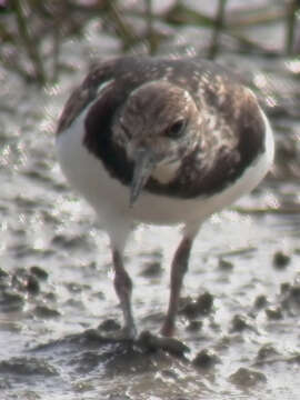 Image of Ruddy Turnstone