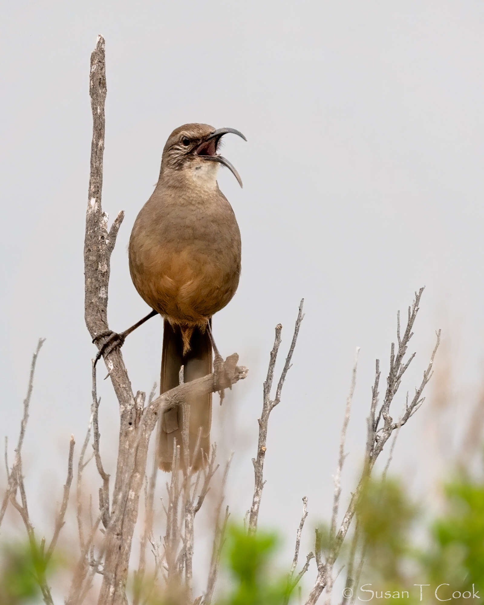 Imagem de Toxostoma redivivum (Gambel 1845)