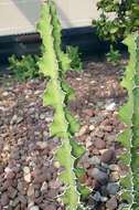 Imagem de Euphorbia breviarticulata Pax