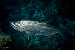 Image of tarpons