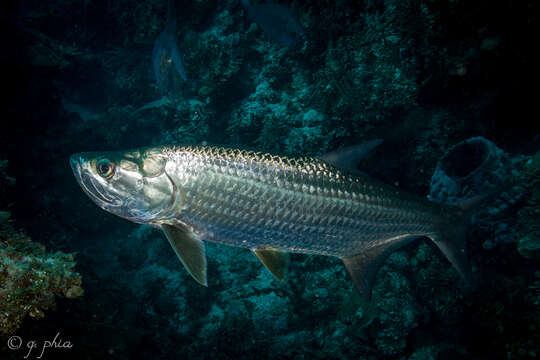 Слика од Megalopidae