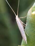 Image of Coleophora versurella Zeller