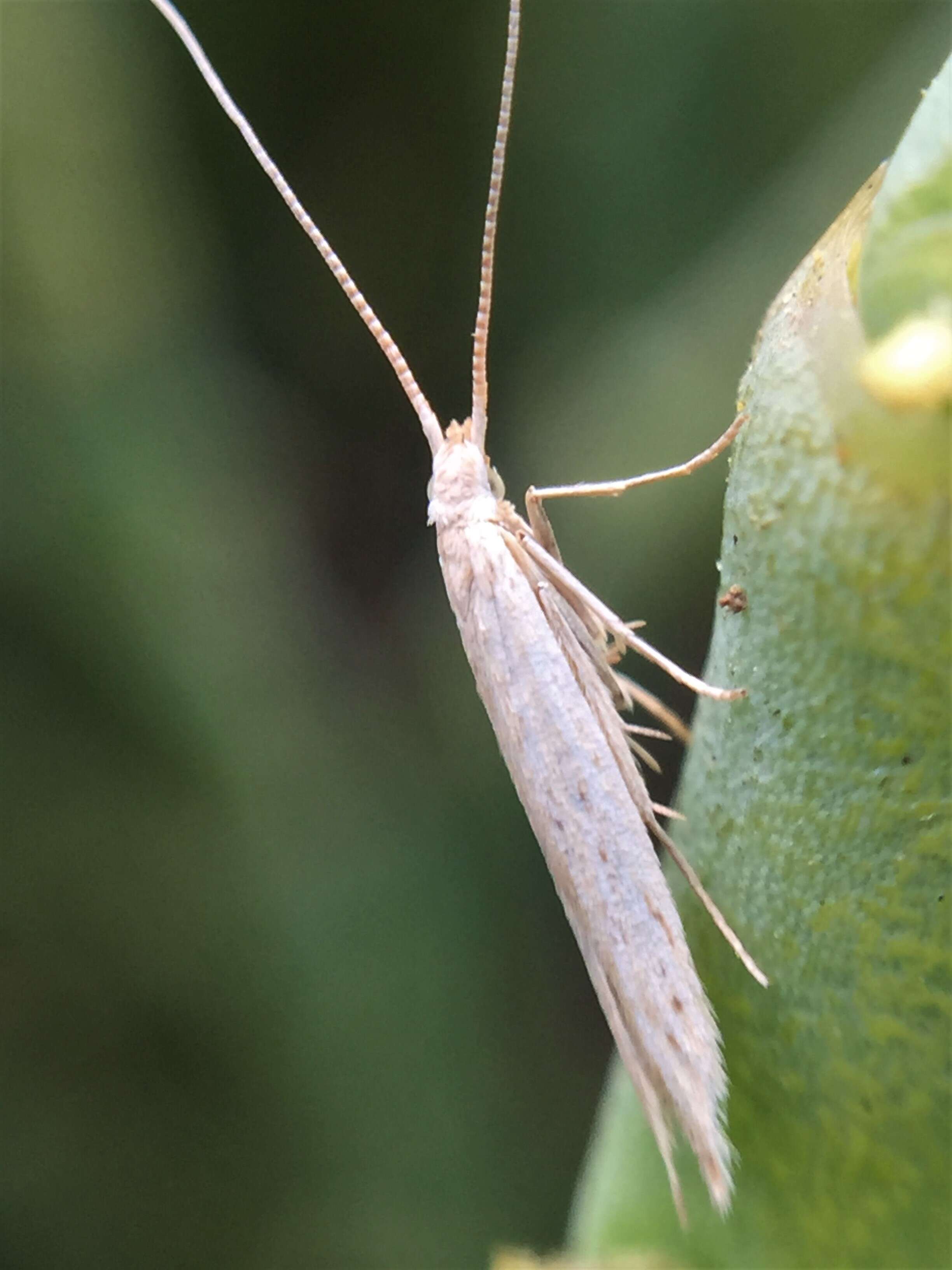 Image of Coleophora versurella Zeller