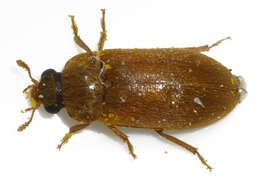 Image of Byturus ochraceus