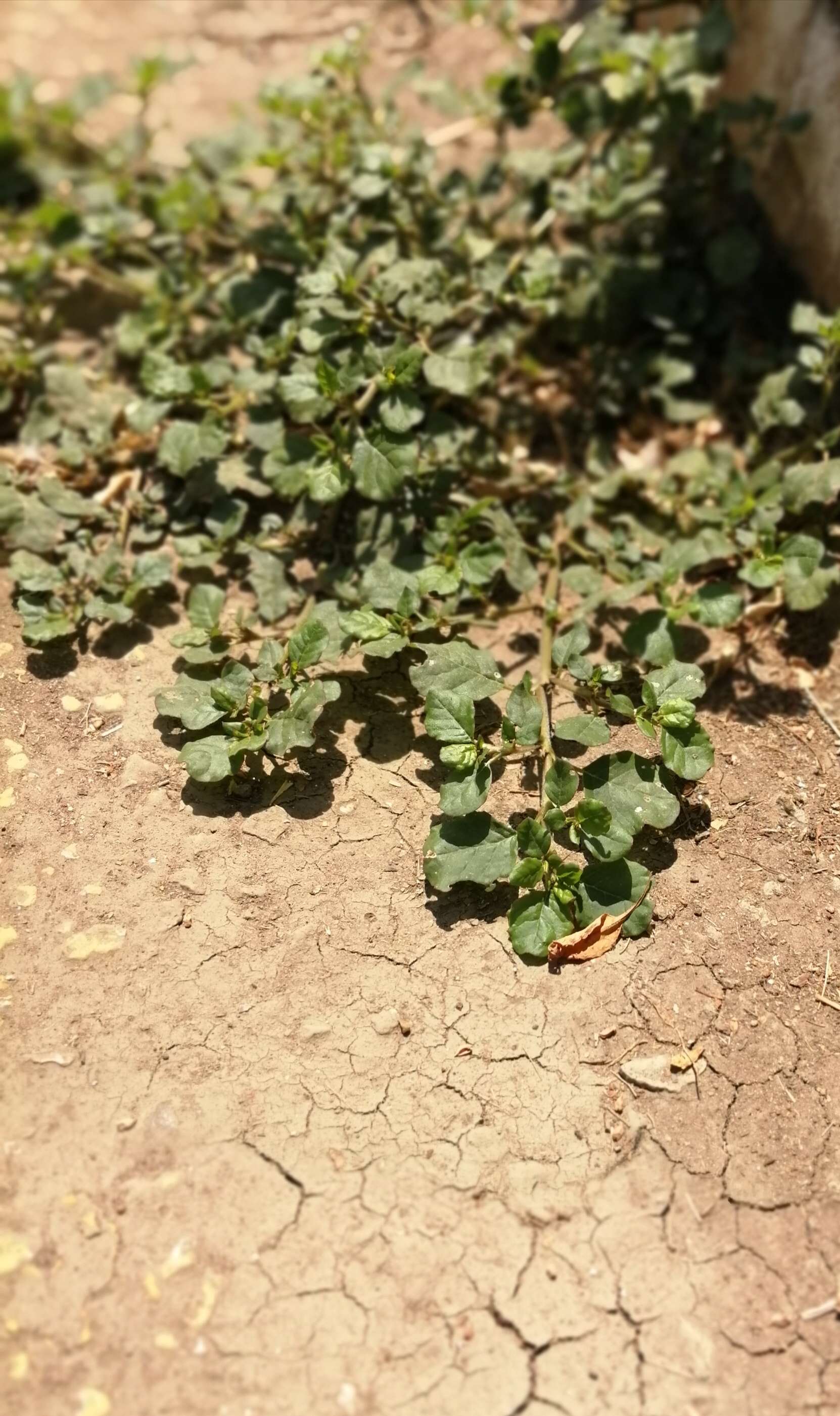 Image of desert horsepurslane