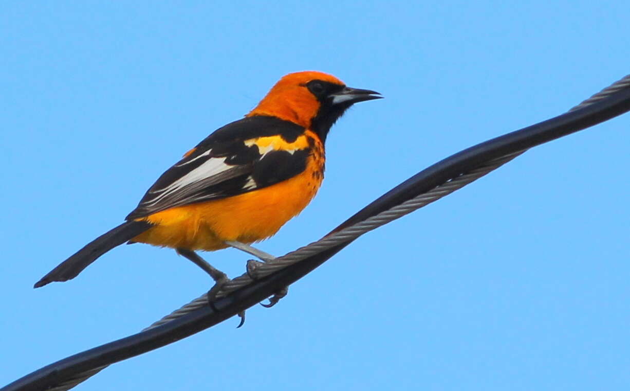 Image of Spot-breasted Oriole