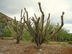 Image of Pilosocereus leucocephalus (Poselg.) Byles & G. D. Rowley