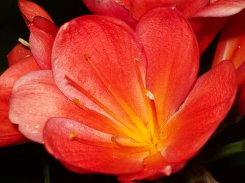 Image de Clivia