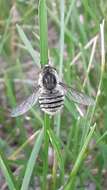 Image of tangle-veined flies