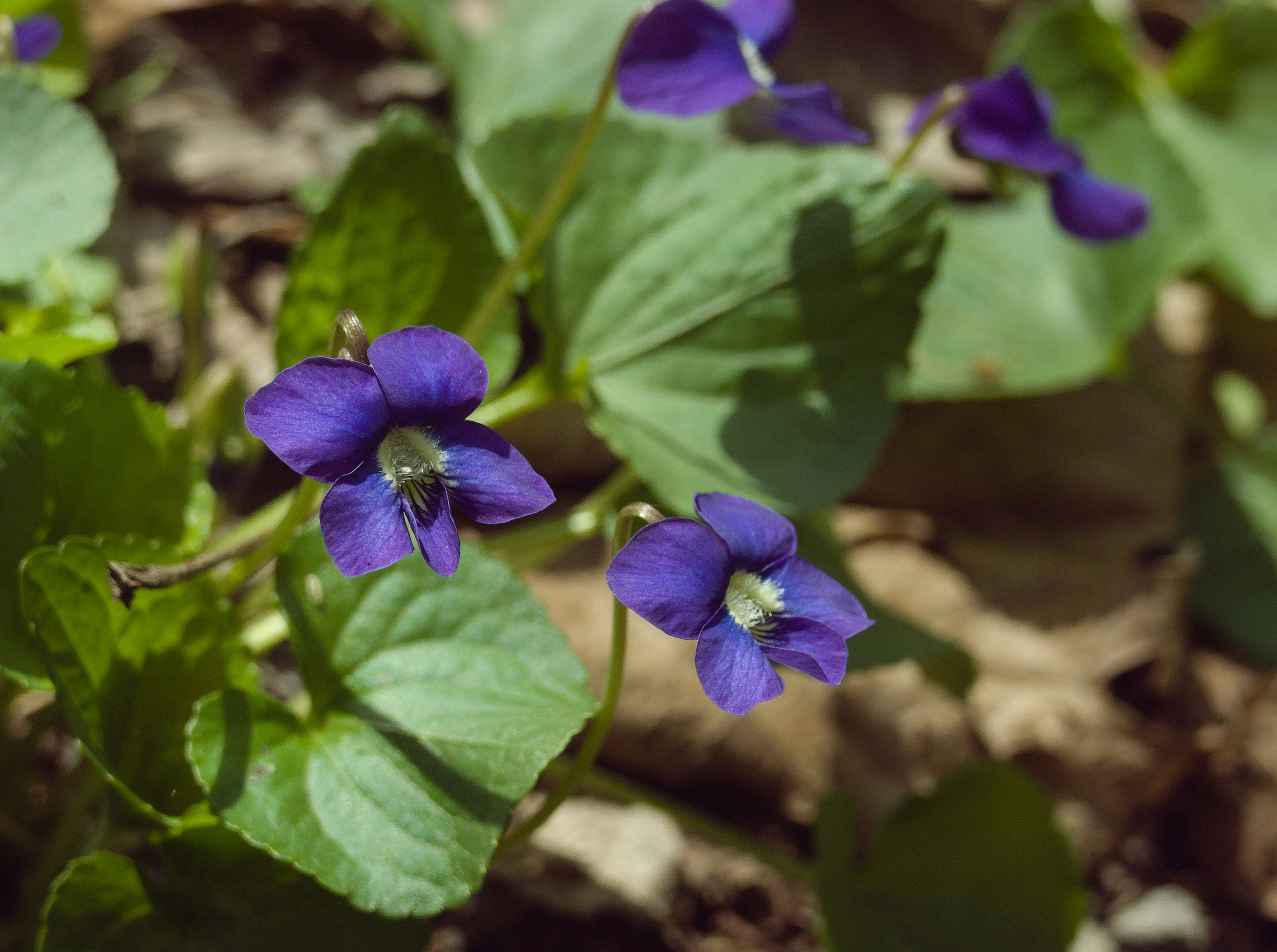 Image of common blue violet