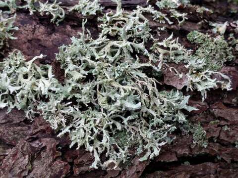 Image of ring lichen