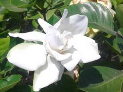 Image of Cape jasmine