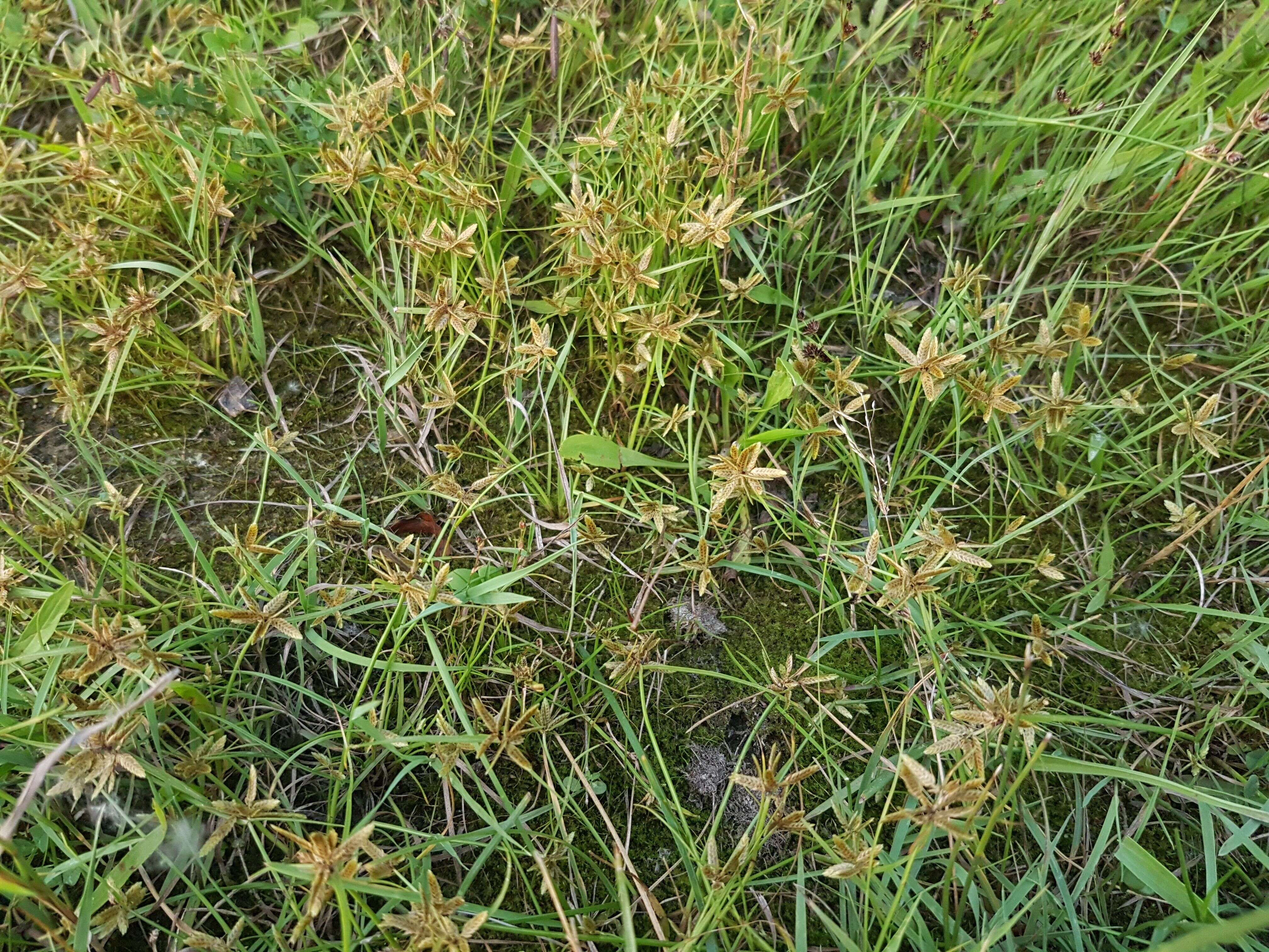 Image of Yellow Flat Sedge