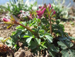 Plancia ëd Corydalis solida (L.) Clairv.