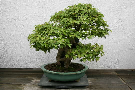 Imagem de Acer buergerianum Miq.