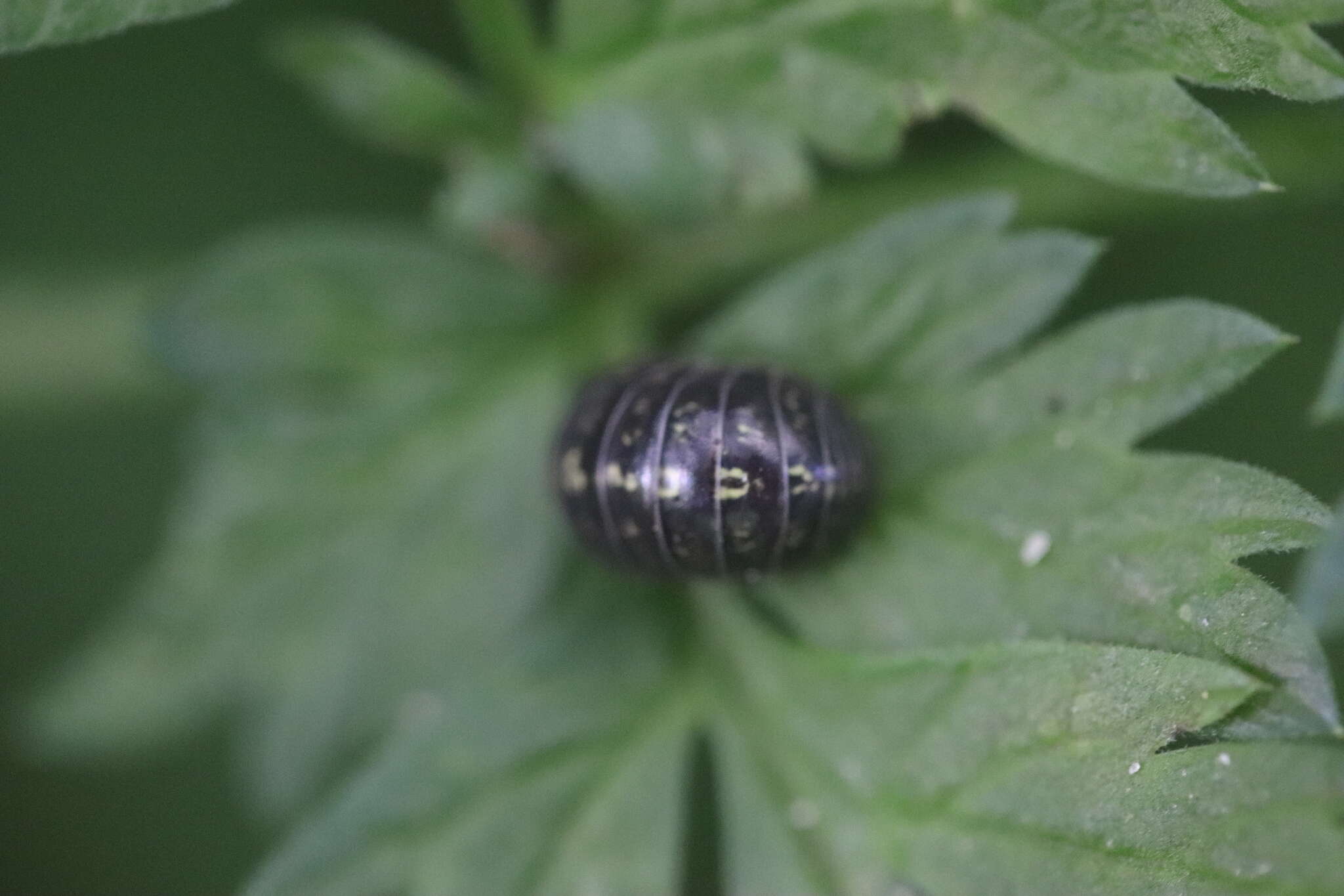 Image of Pill woodlouse