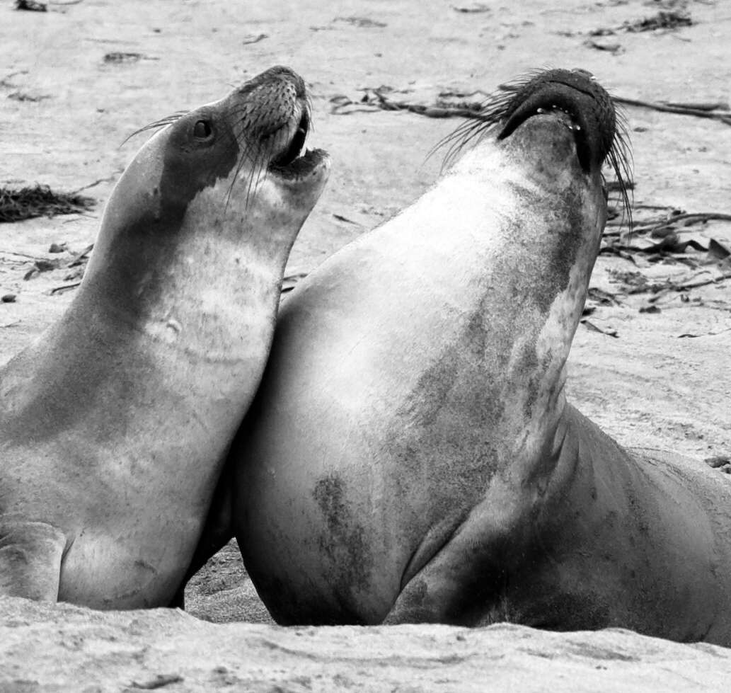 Image of Northern Elephant Seal