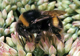 Image of Buff-tailed bumblebee