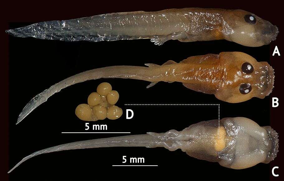 Image of Jerdon's Bubble-nest Frog